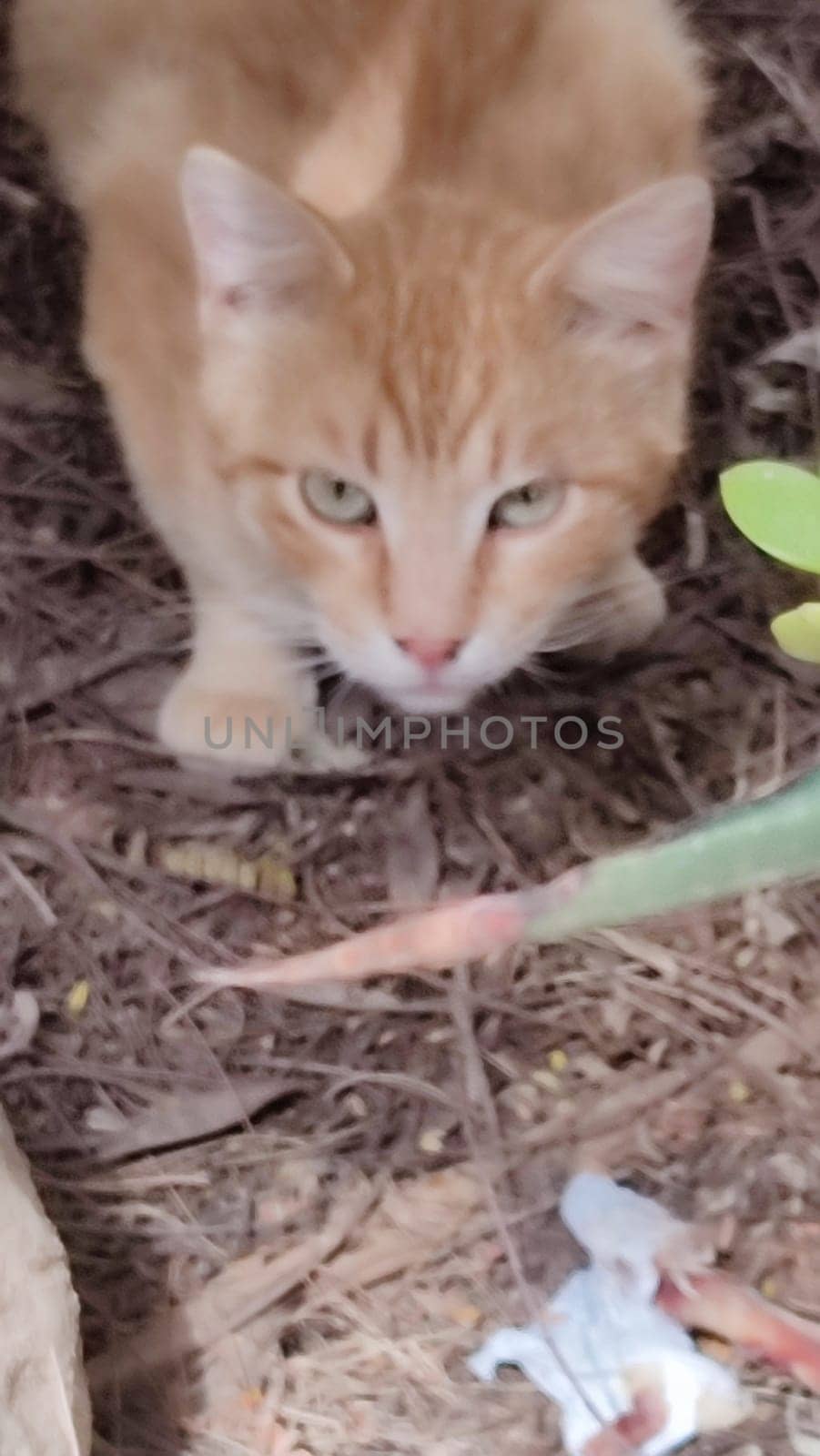 red cat outdoors, pets, animal. High quality photo