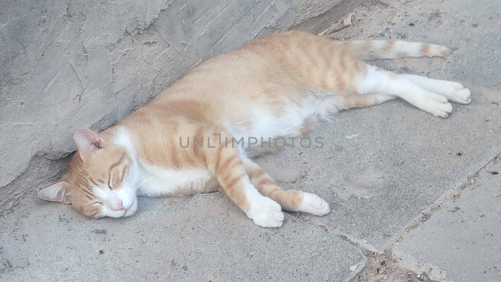 red cat outdoors, pets, animal. High quality photo