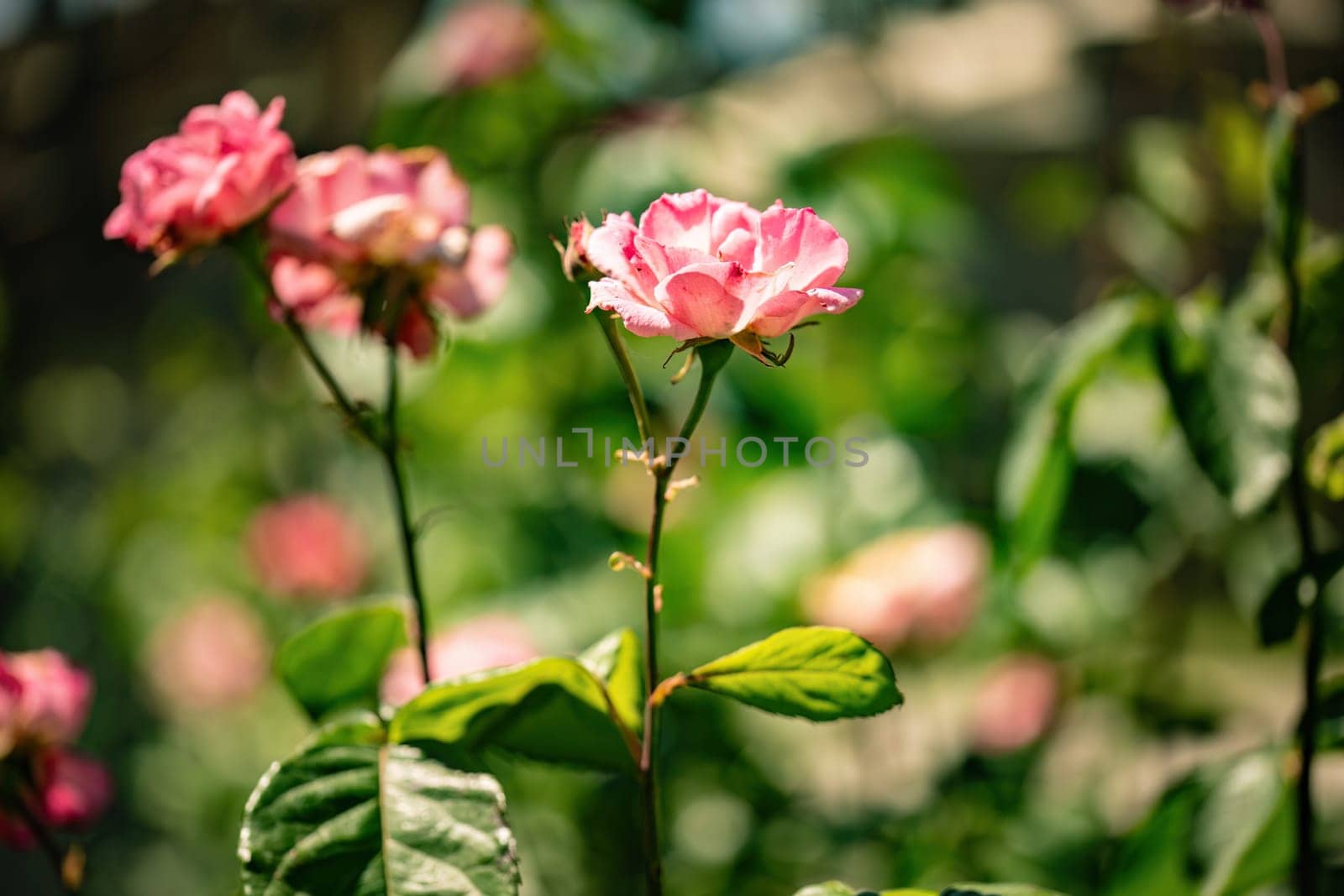Pink flowers are in full bloom among lush green leaves in a vibrant garden setting.