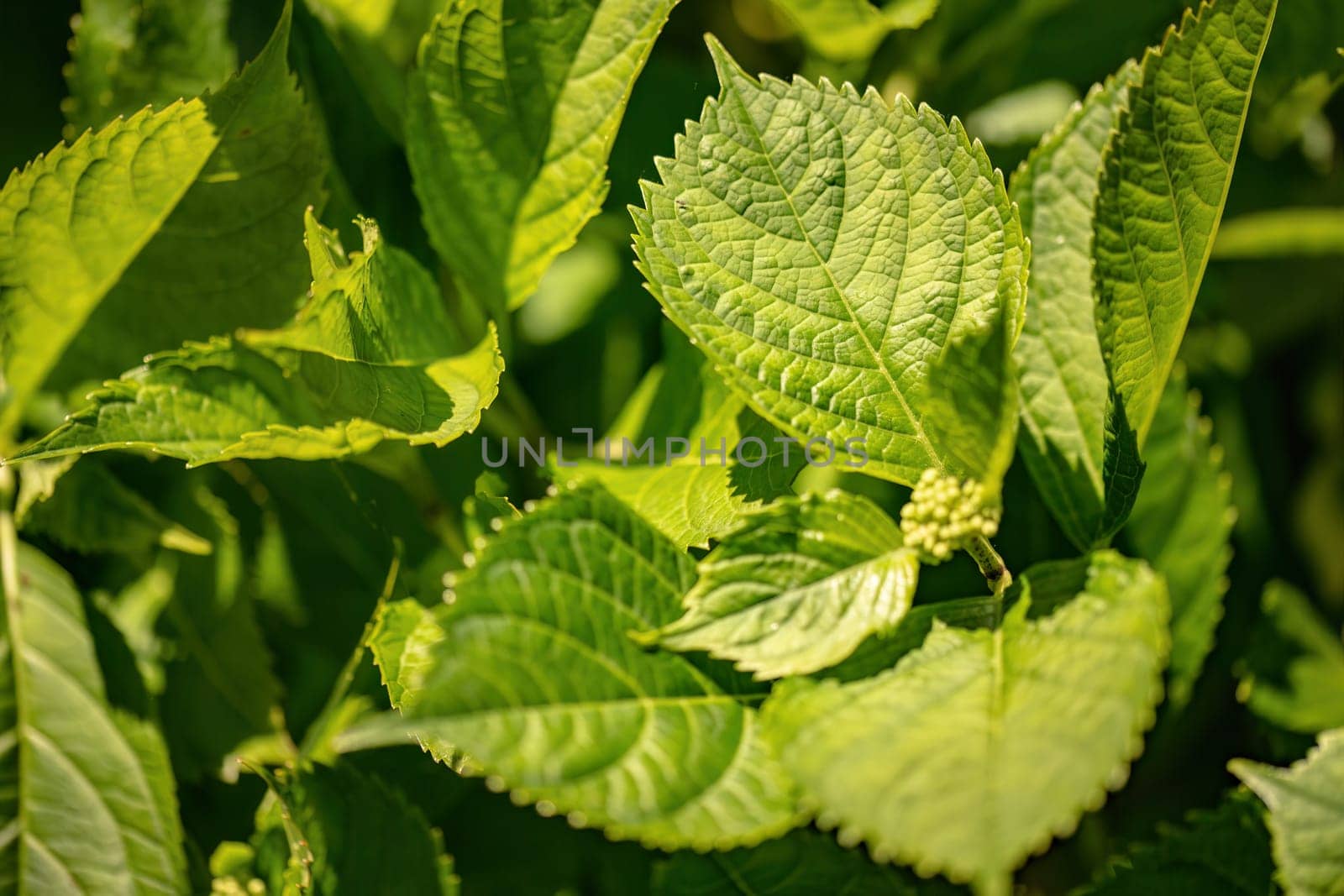 Detailed view of a green leafy plant showcasing its intricate veins and vibrant color.