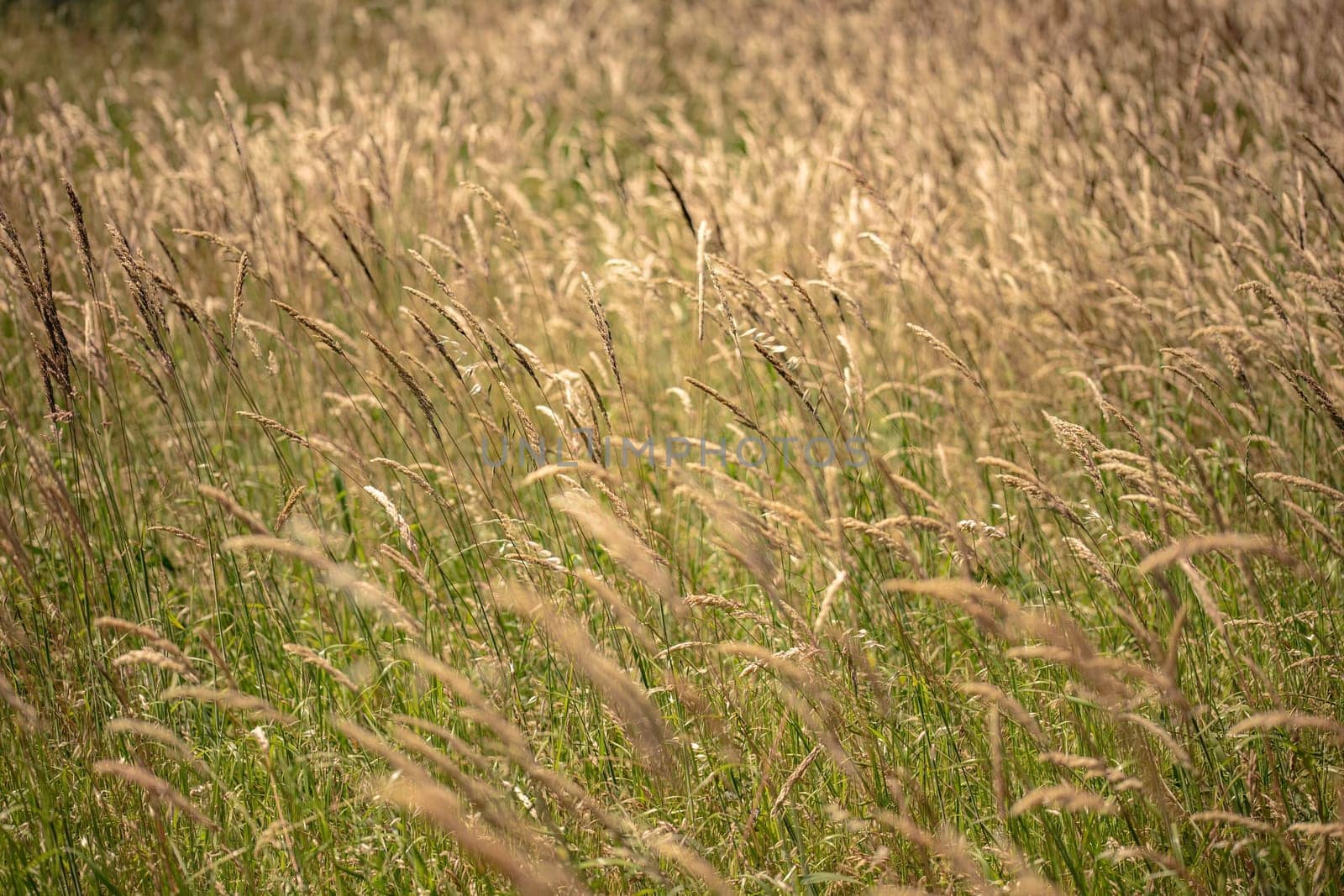 A field filled with tall grass swaying in the wind, creating a dense and lush landscape.