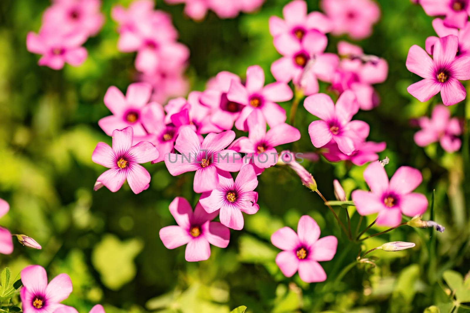 Oxalis articulata flowering on a vibrant spring meadow, showcasing delicate pink blooms.