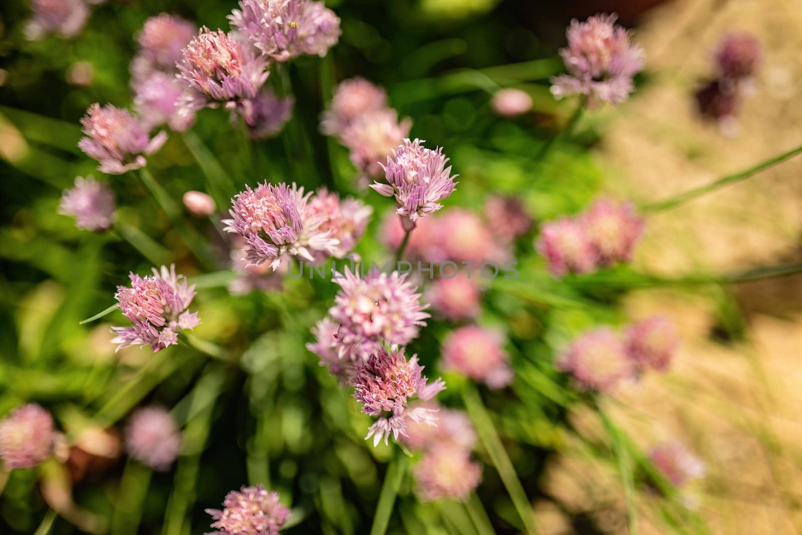 Vibrant chive flower blooming in a natural setting, highlighting delicate purple petals.