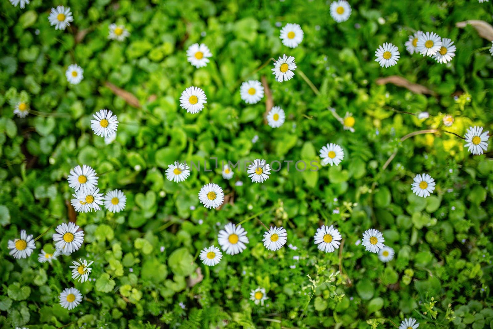 A cluster of daisies bloom among lush green grass in a vibrant field.
