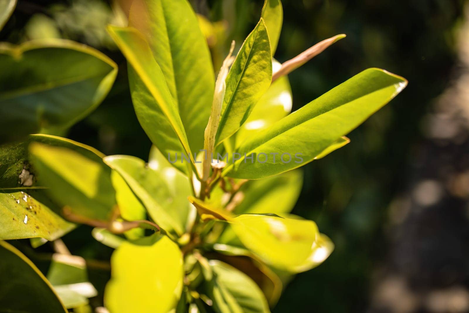 Detailed close-up view of a lush green leafy tree, showcasing the intricate patterns and textures of the leaves.
