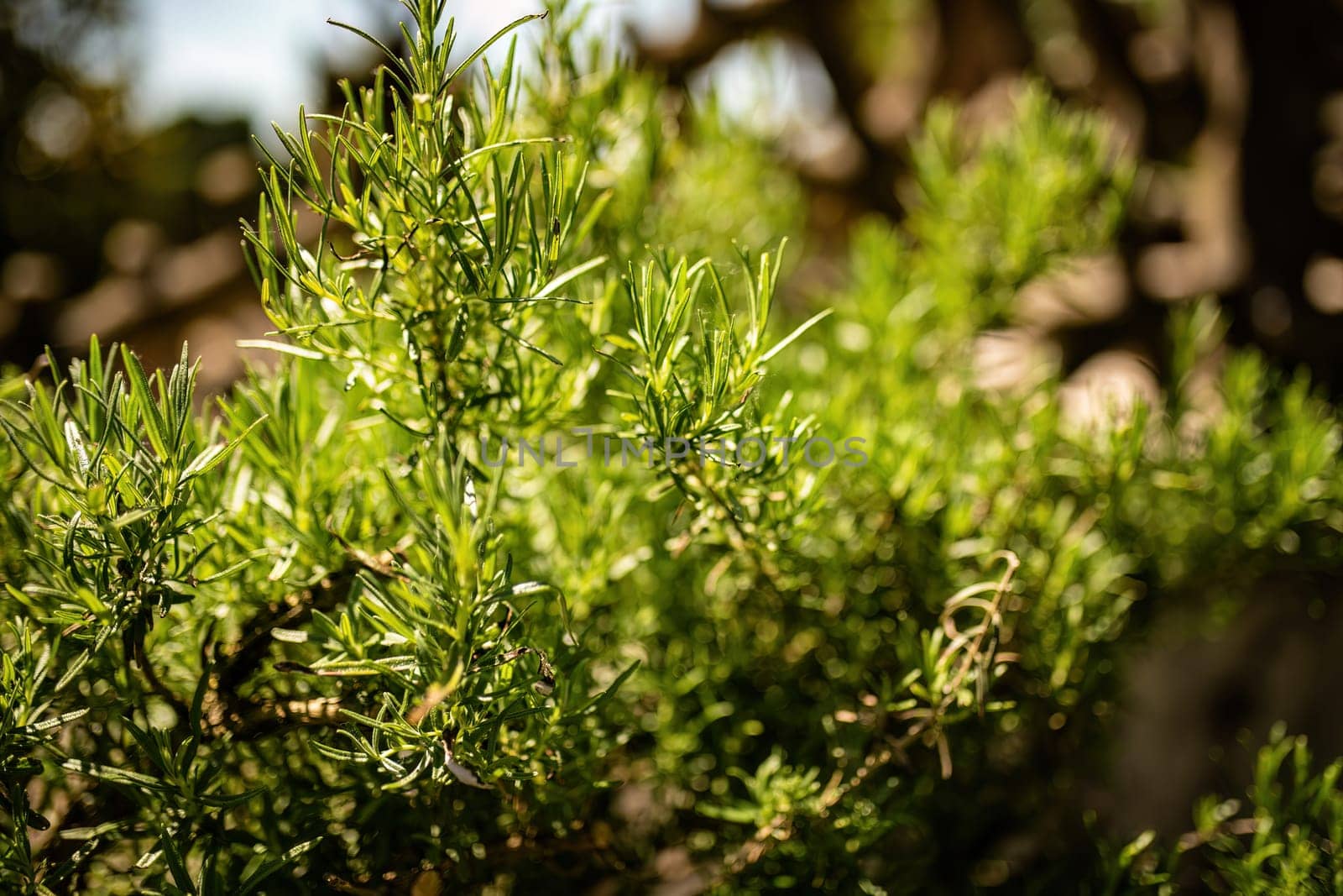Lush rosemary leaves captured in their natural habitat, showcasing earthy green hues.