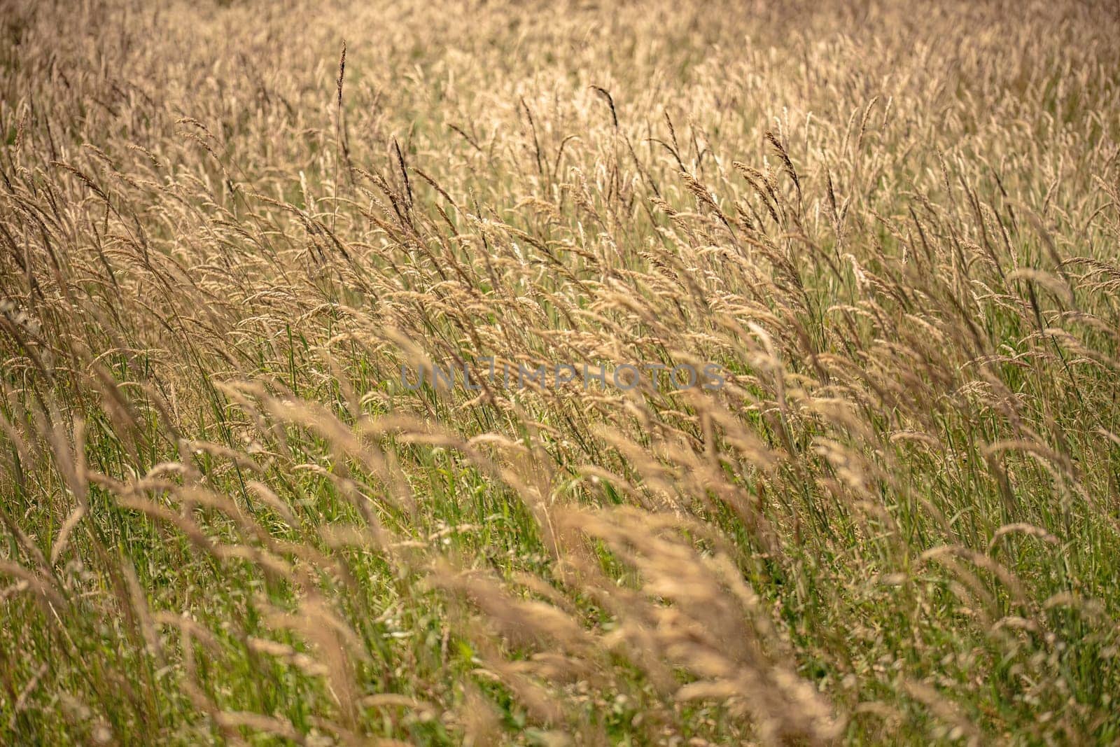Field of Tall Grass With Foreground Focus by pippocarlot