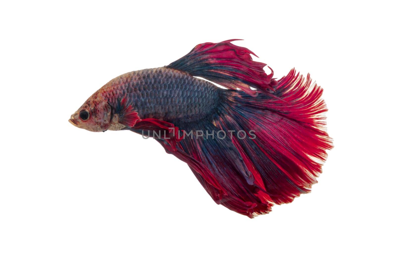 Detail of Red betta fish or Siamese fighting fish isolated on white background with clipping path. Beautiful movement of Betta splendens (Pla Kad). Selective focus.