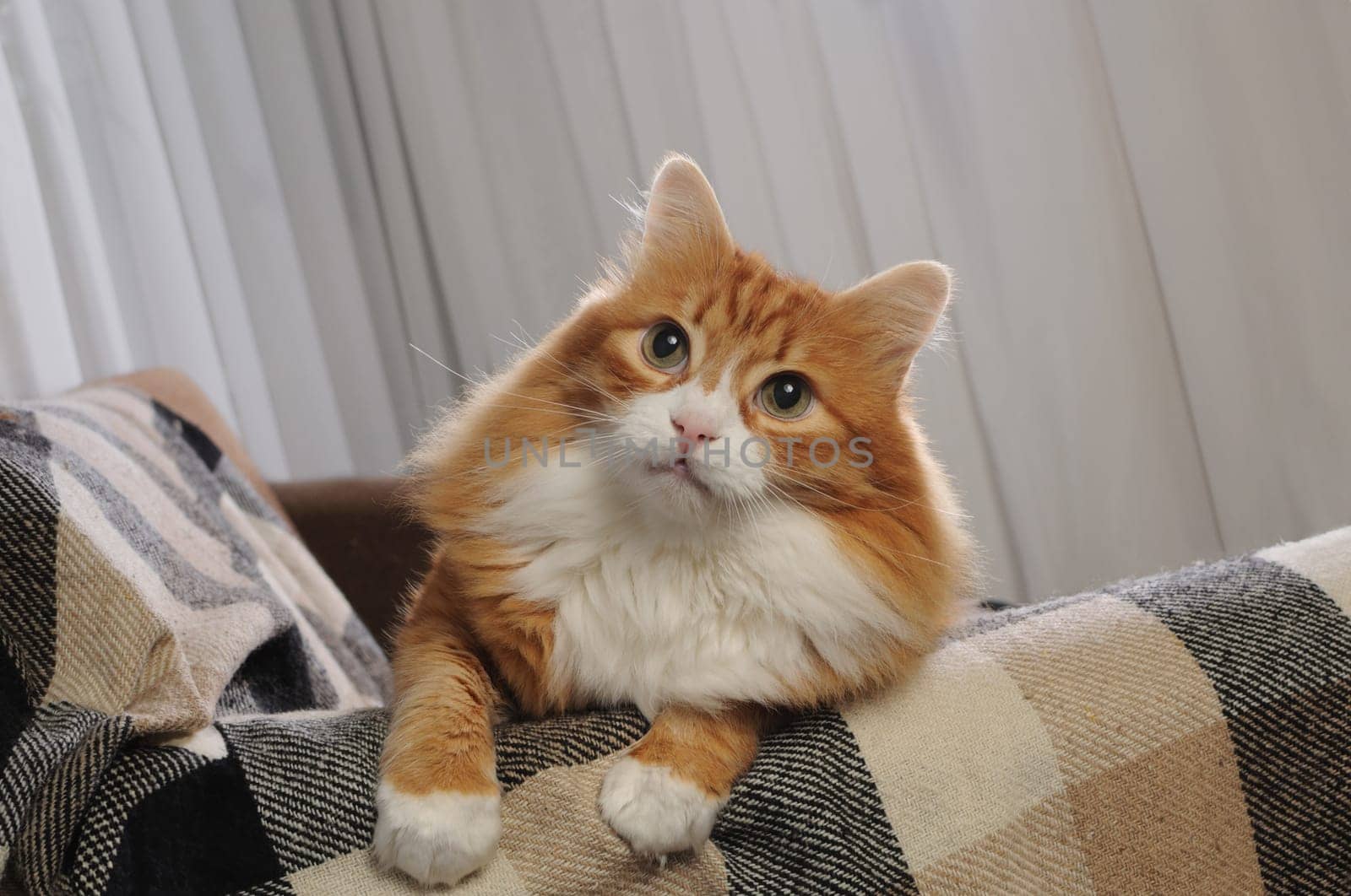 A ginger cat sits on the sofa, leaning on the sofa cover covered with a checkered woolen blanket