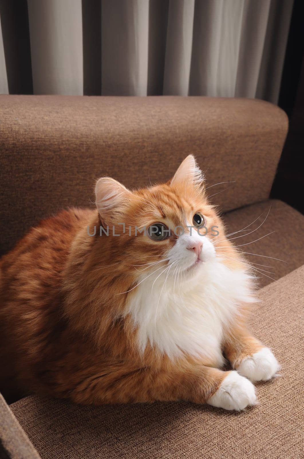 A ginger cat sits on the sofa, his gaze is directed upward