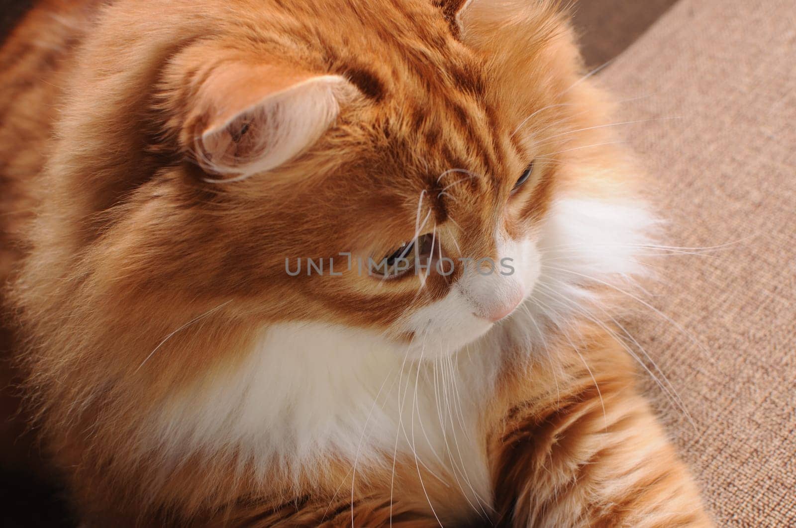 Red cat sitting on the sofa, top view, close-up