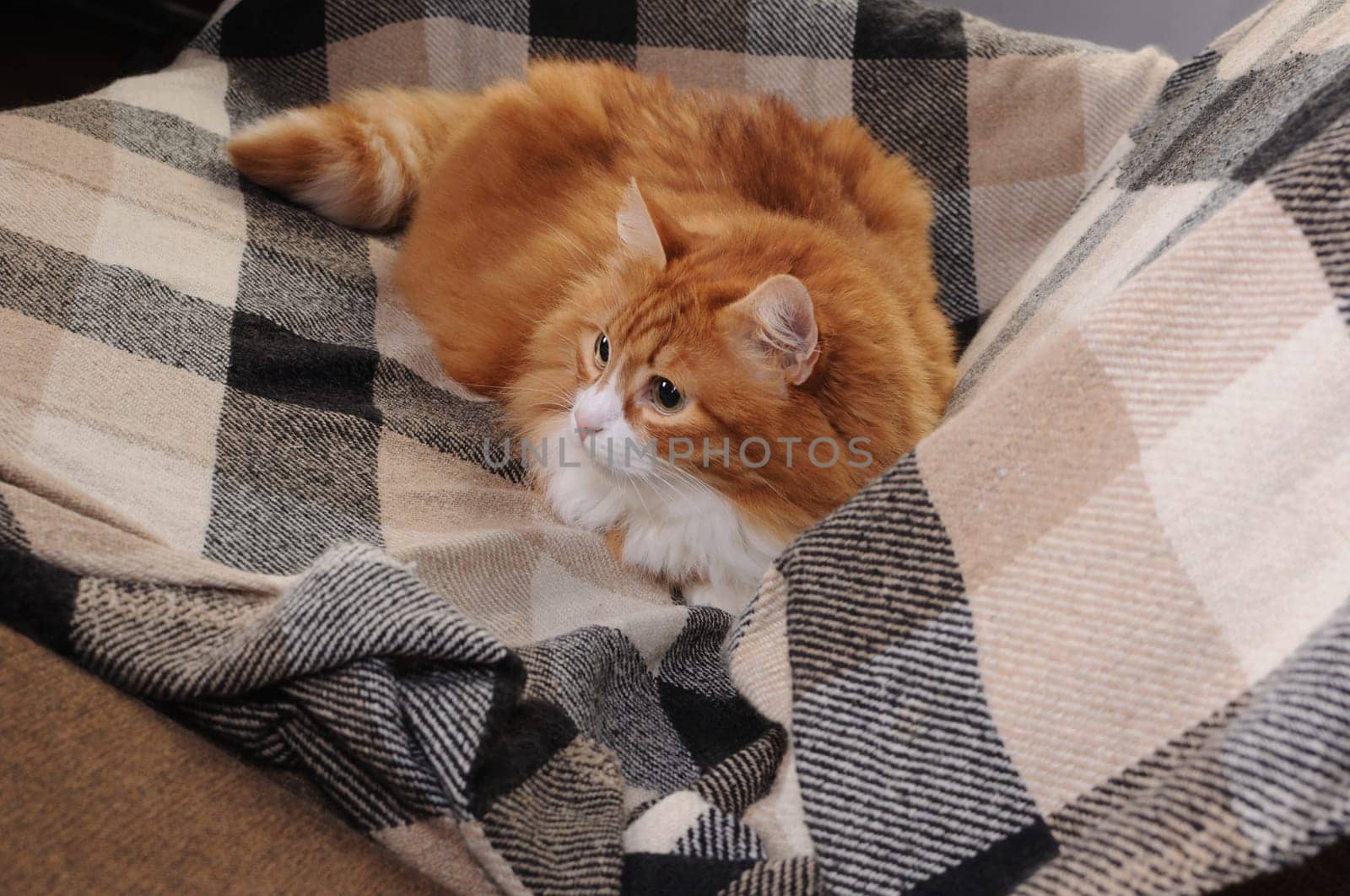 Red cat resting lying on a checkered woolen blanket on the sofa