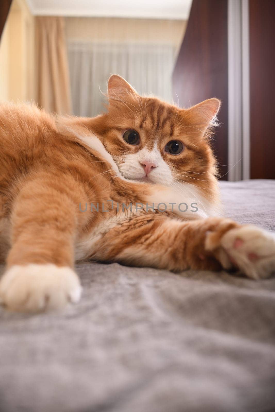 The ginger cat is resting, lounging on the bed. Close-up.