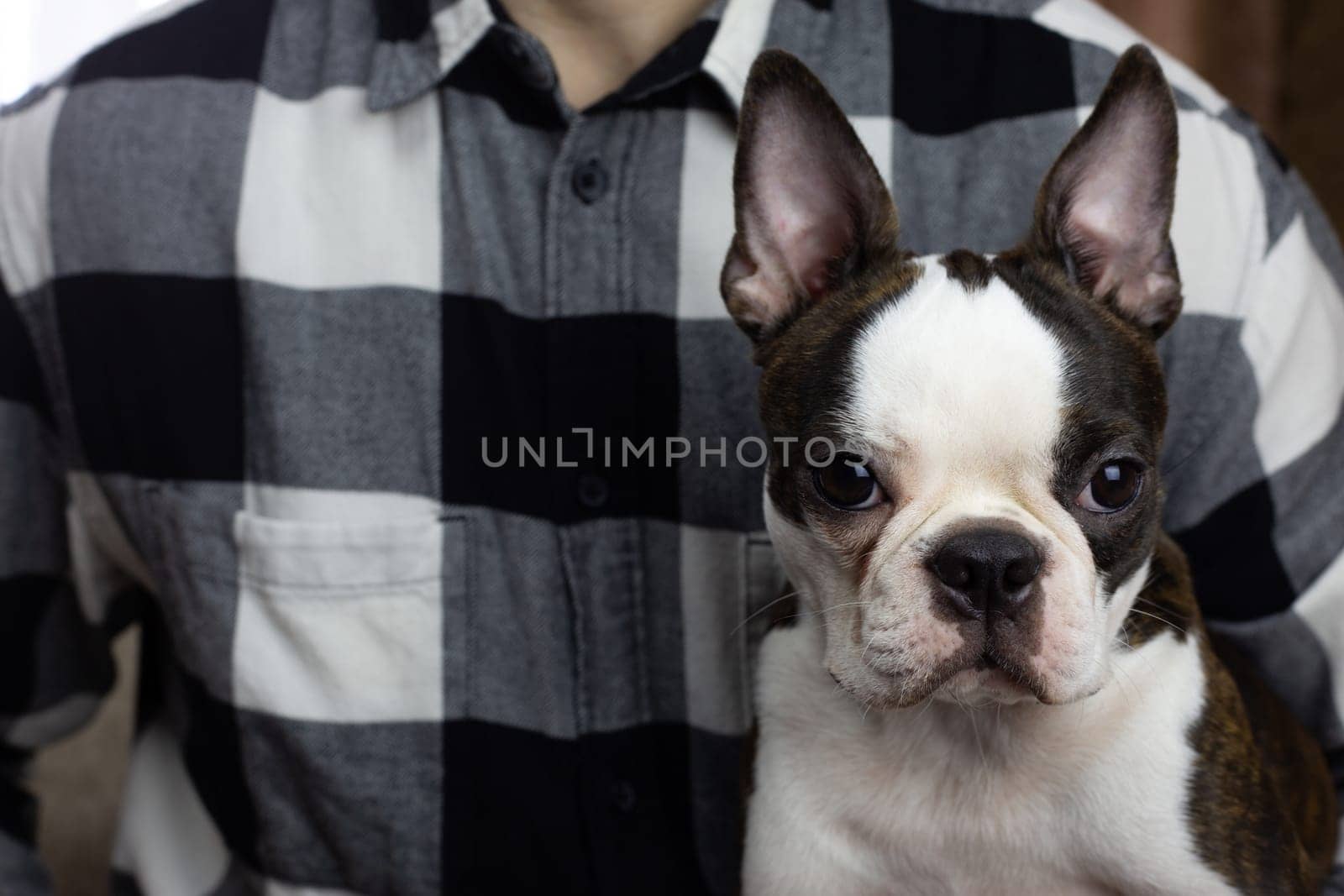 Muzzle of young Boston Terrier with raised ears looks at the camera, pet friend in the owner's arms portrait