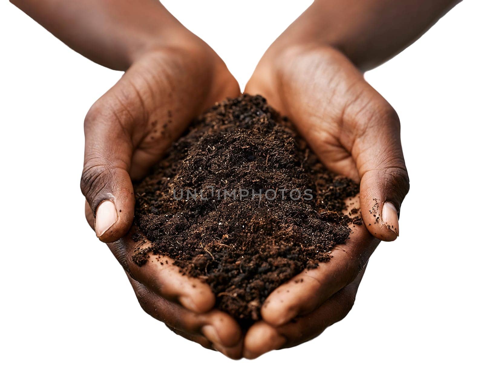 A closeup photo of an African American hands holding soil and compost. by evdakovka