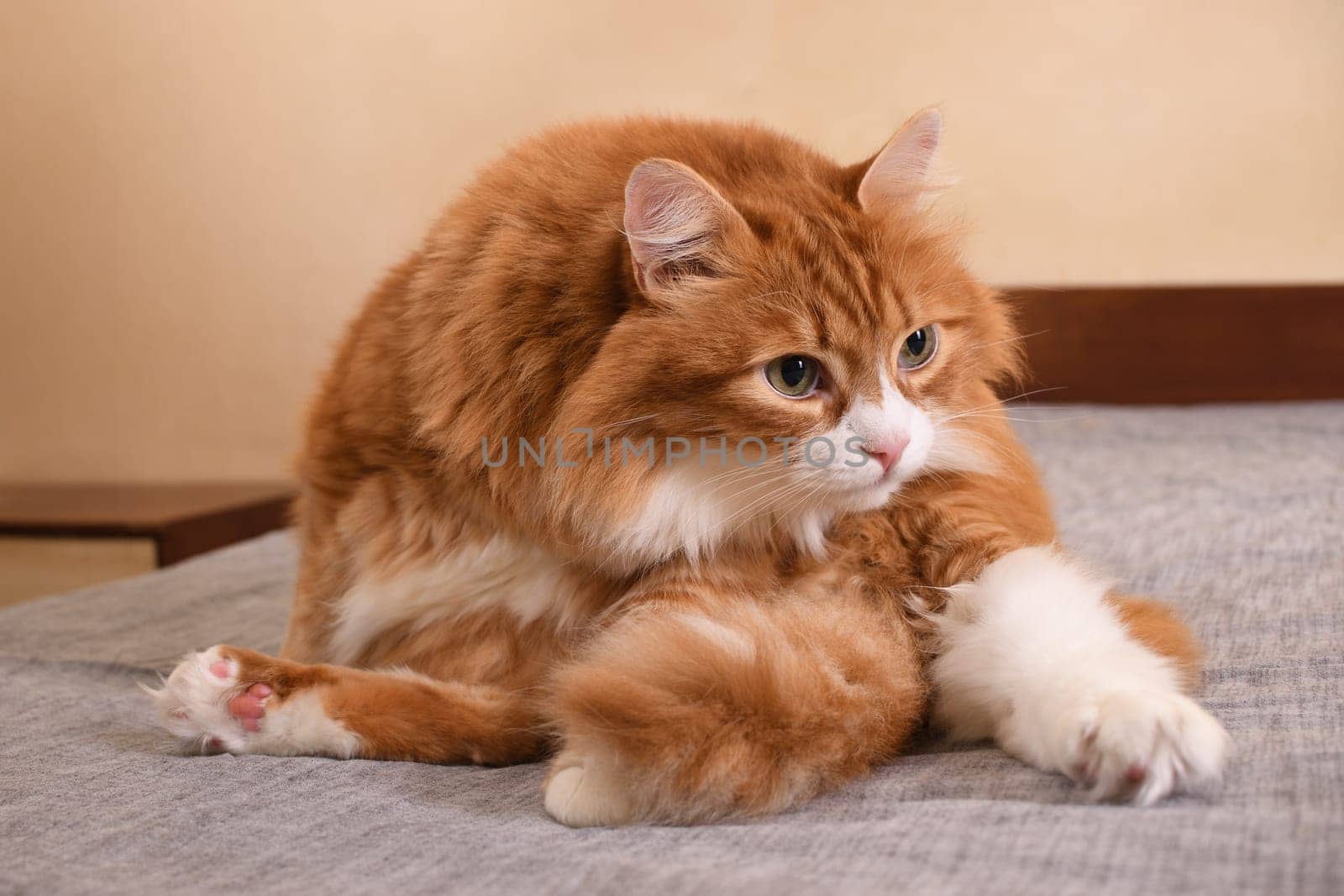 Red cat sitting on the bed by Apolonia