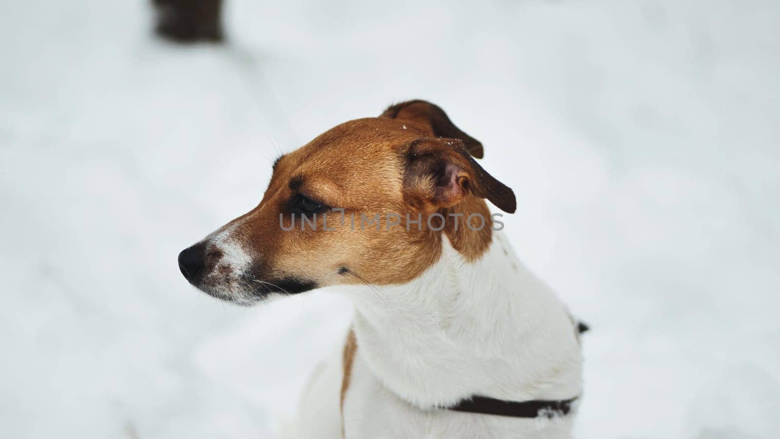 A Jack Russell Terrier trembles in the winter snow