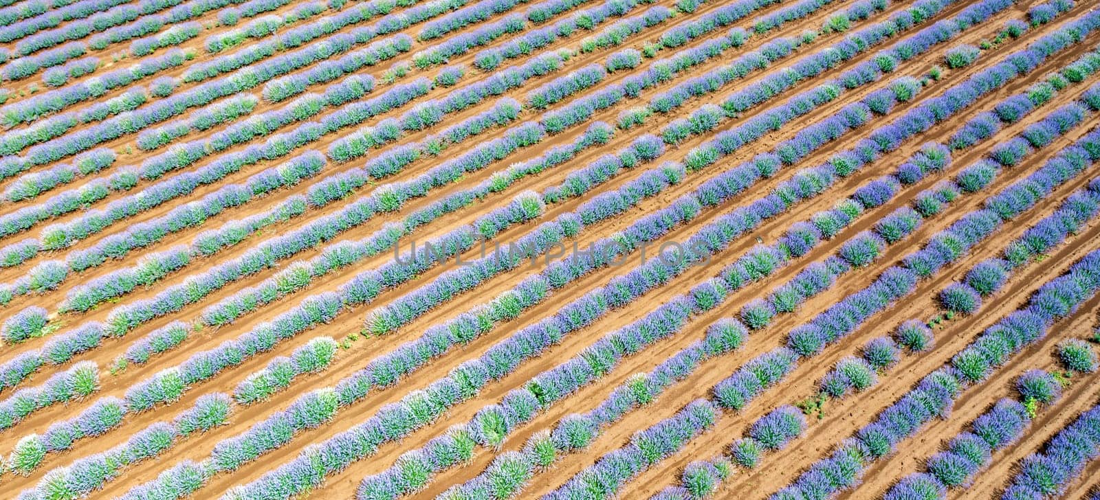 Beauty landscape of blooming lavender rows. Aerial view from drone. Nature background by EdVal