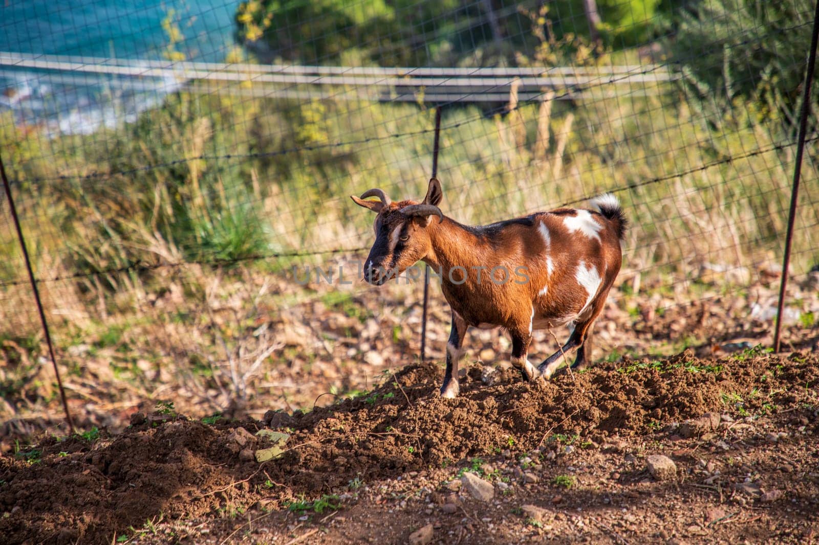 A small goat on a farm. Goat on pasture