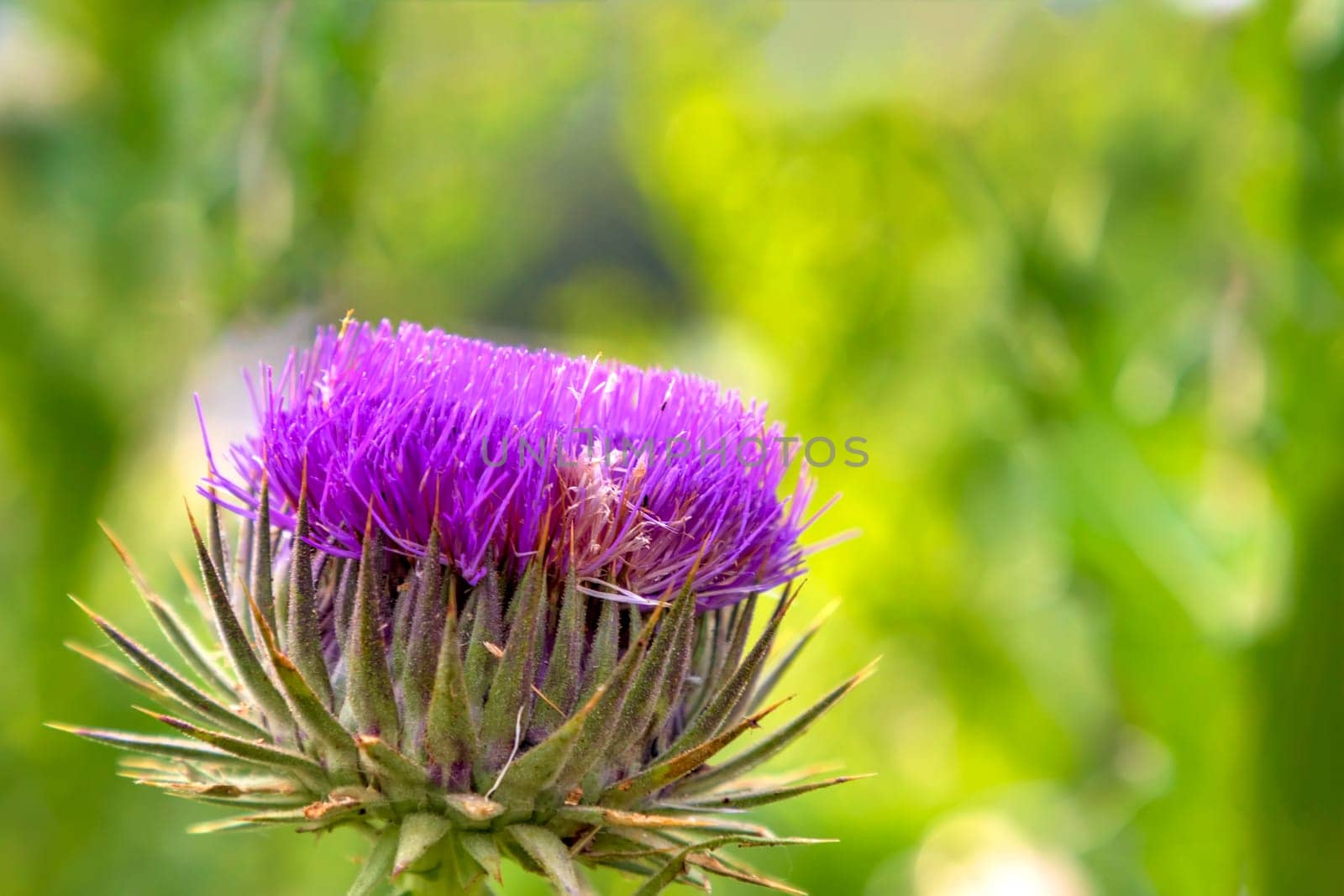 Colorful Wild-growing thistle on a green blurred background. Onopordum acanthium (cotton thistle, Scotch thistle, or Scottish thistle) by EdVal