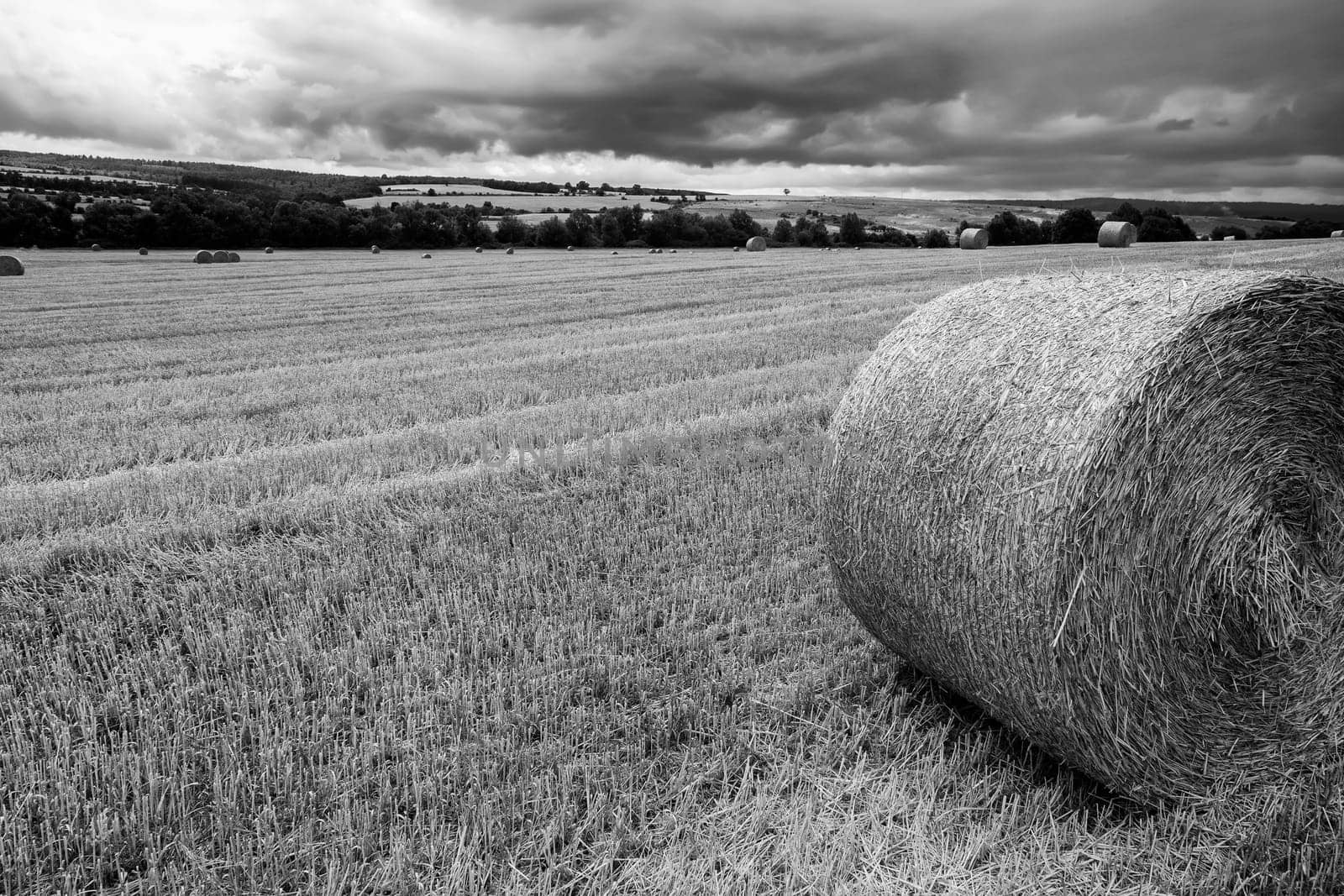 Round bales of hay on the field after harvest by EdVal