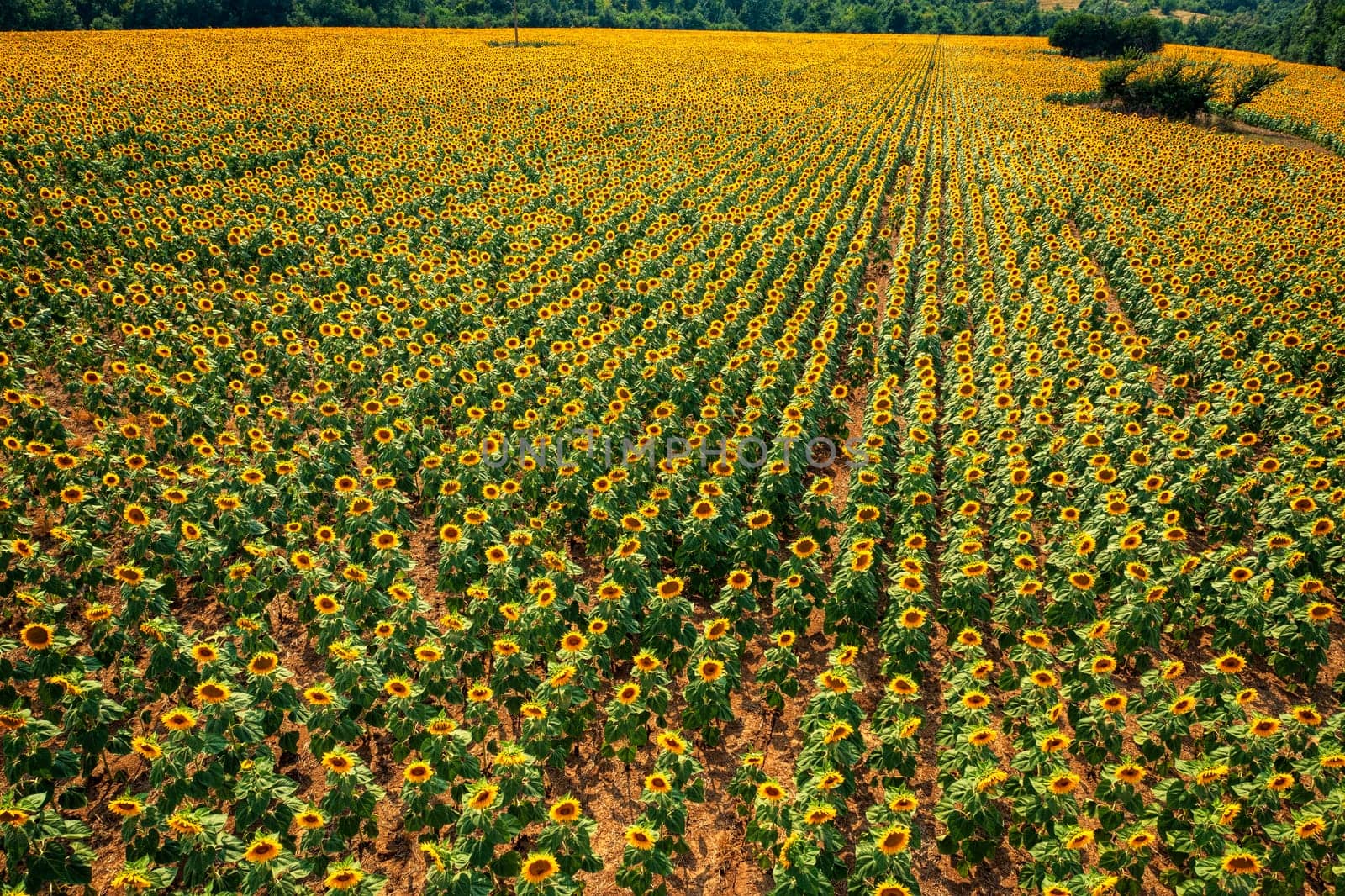 Aerial view from drone of rows of blooming yellow sunflowers. Natural background.