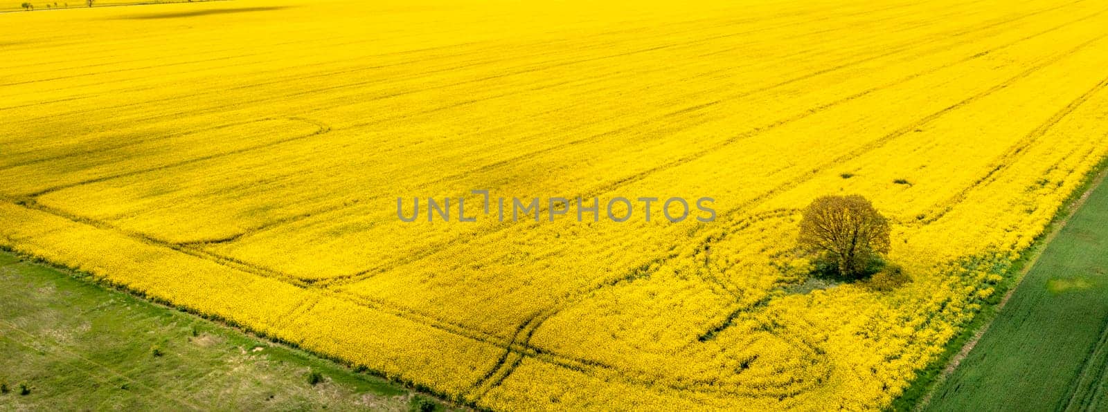 Alone tree in the yellow rapeseed field. Panoramic view