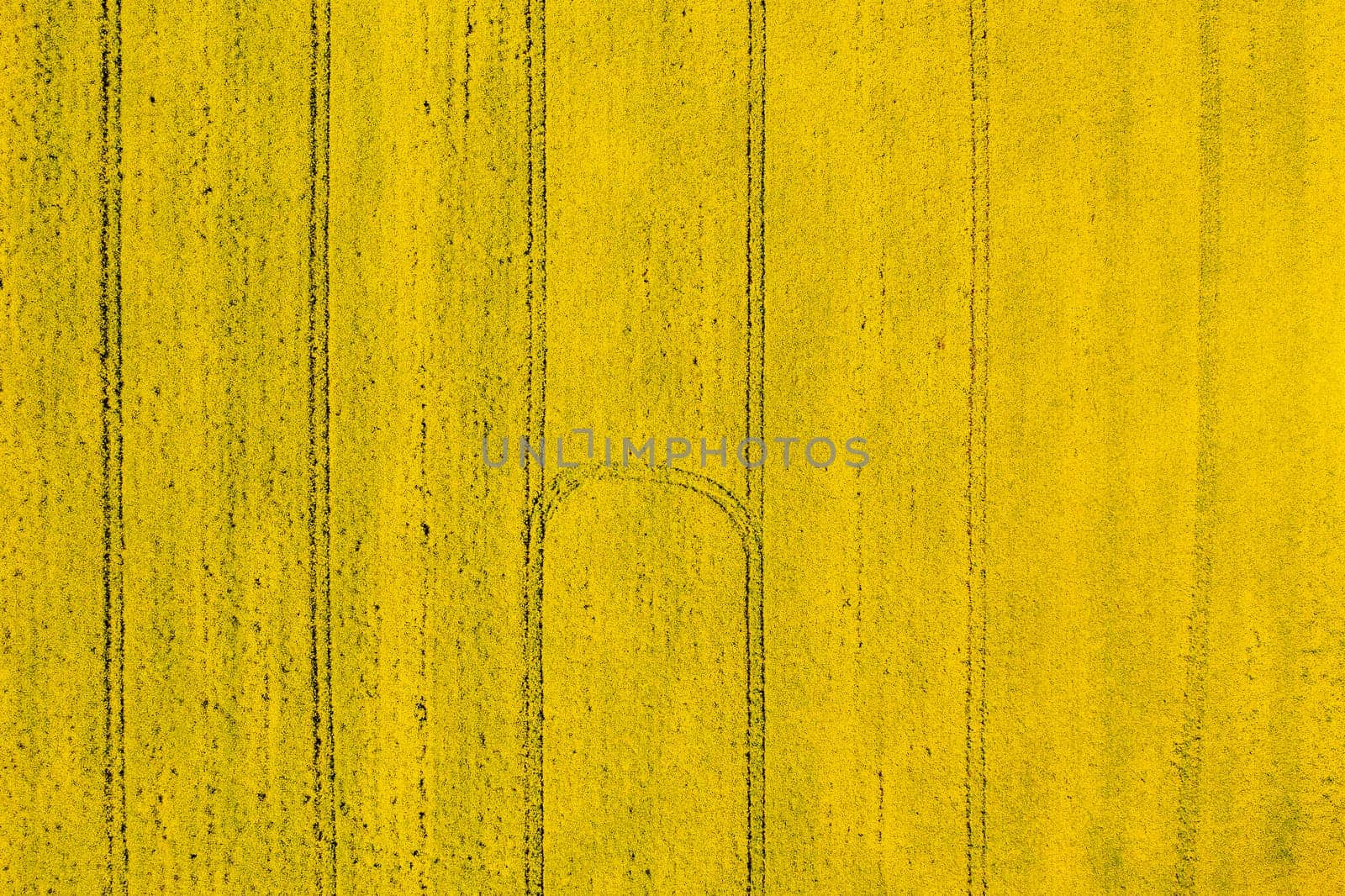 The abstract yellow farm field surface with tractor traces. Aerial top view. 