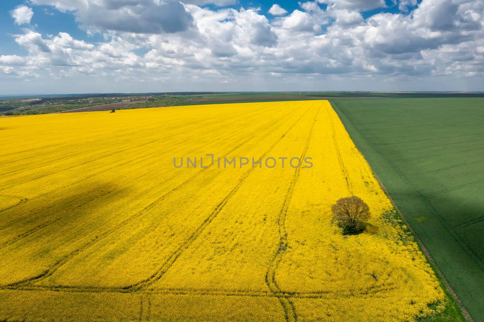Alone tree in the yellow rapeseed field. Day view by EdVal
