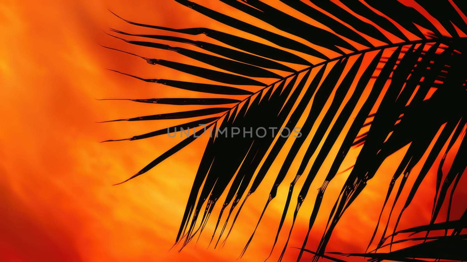 The silhouette of a palm trees leaves against the sunset sky creates a stunning landscape. This closeup view highlights the beauty of this terrestrial plant in the Arecales order AIG50