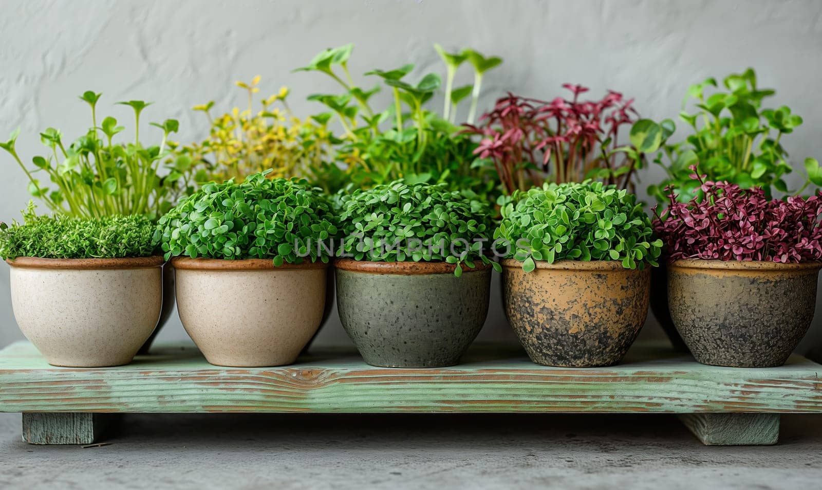 Row of Potted Plants on Wooden Shelf. Selective focus.