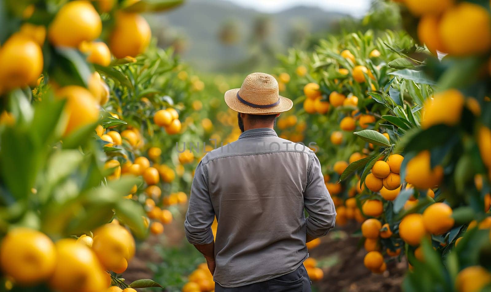 Man in straw hat strolling in orange grove. Selective focus.