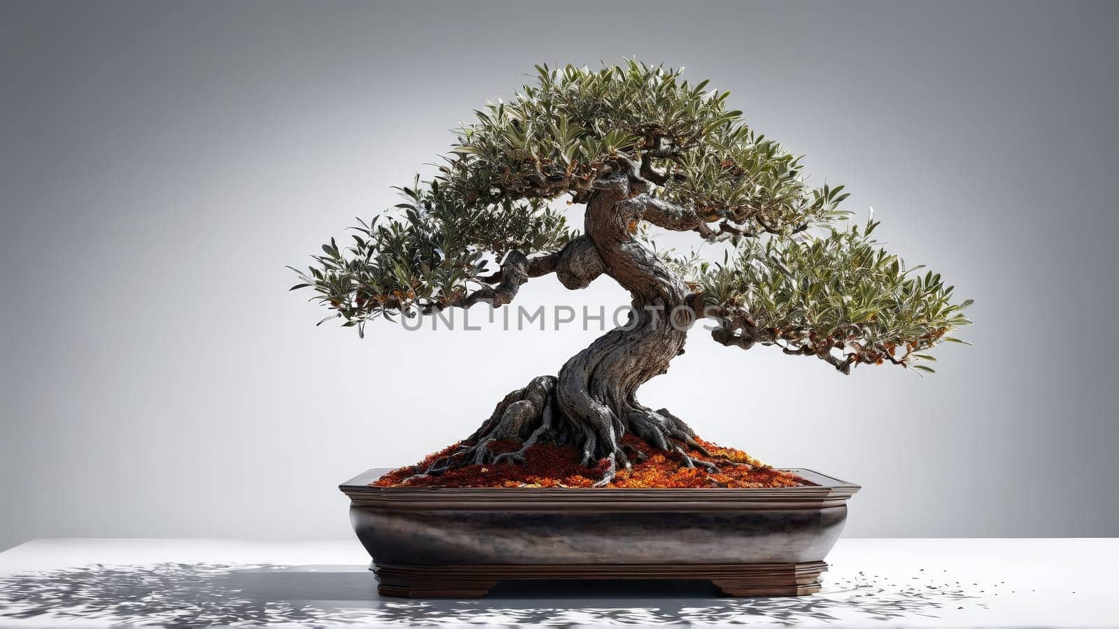 Rugged olive bonsai with fissured bark and silvery leaves crisp white strong shadows product by panophotograph