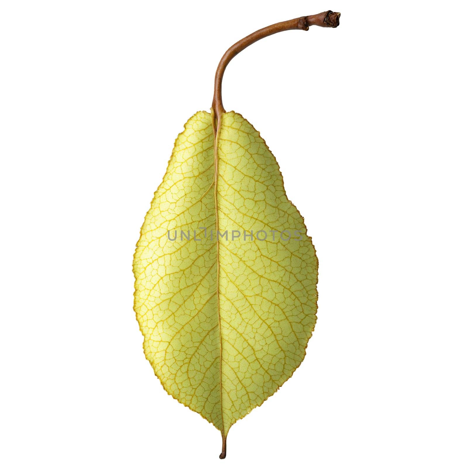 Pear Leaf oval yellow leaf with serrated edges and a smooth texture falling gently Pyrus by panophotograph