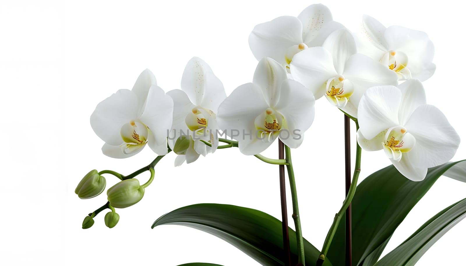 A close up of a beautiful white moth orchid with green leaves set against a white background, showcasing its delicate petals and terrestrial plant characteristics