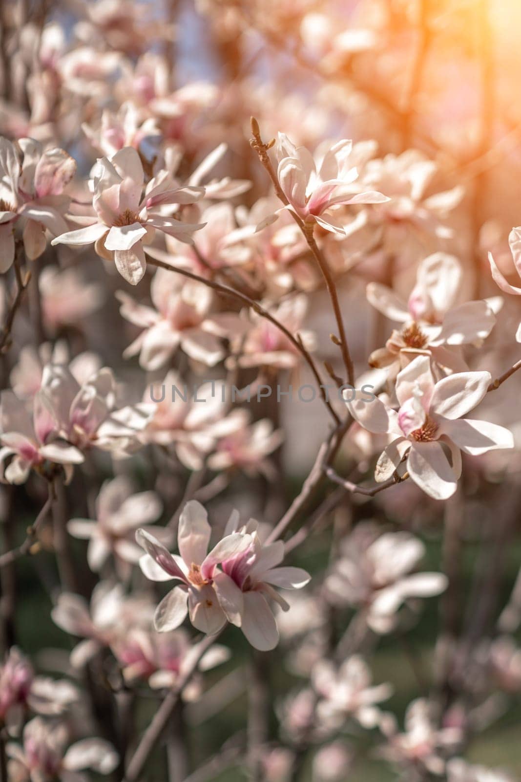Blooming magnolia in spring against pastel bokeh blue sky and pink background, wide composition. by Matiunina