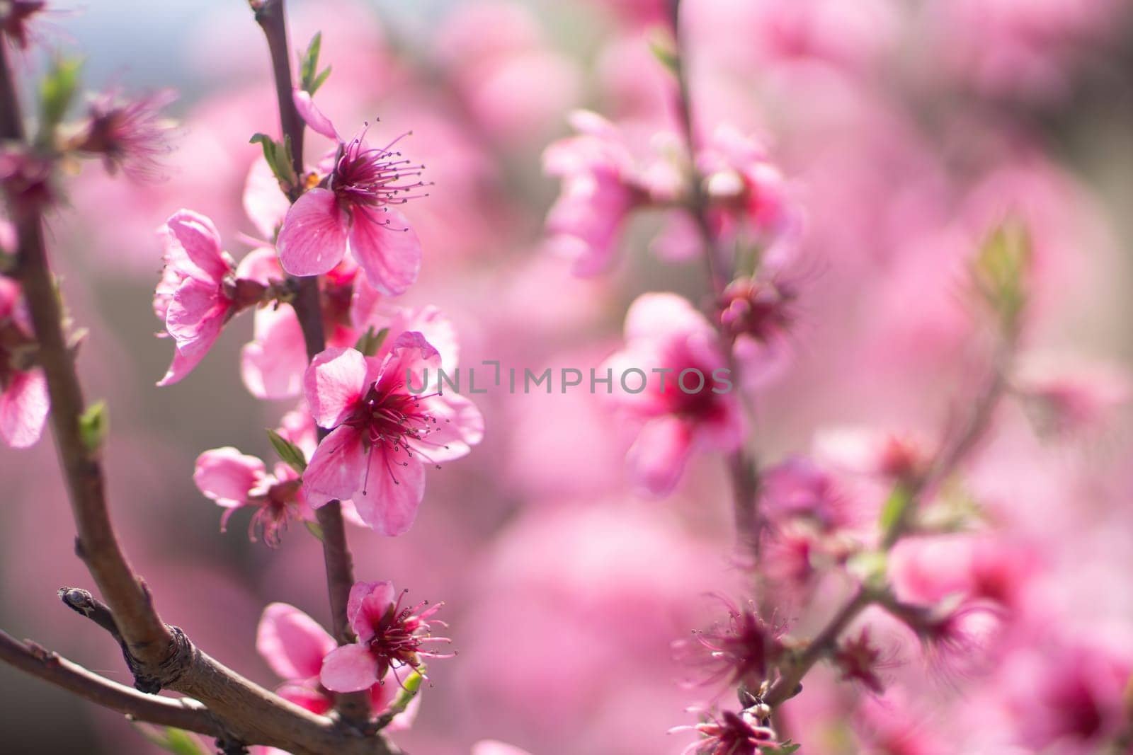 Pink flowers peach tree branch. The flowers are pink and have a delicate appearance. Concept of beauty and tranquility. by Matiunina