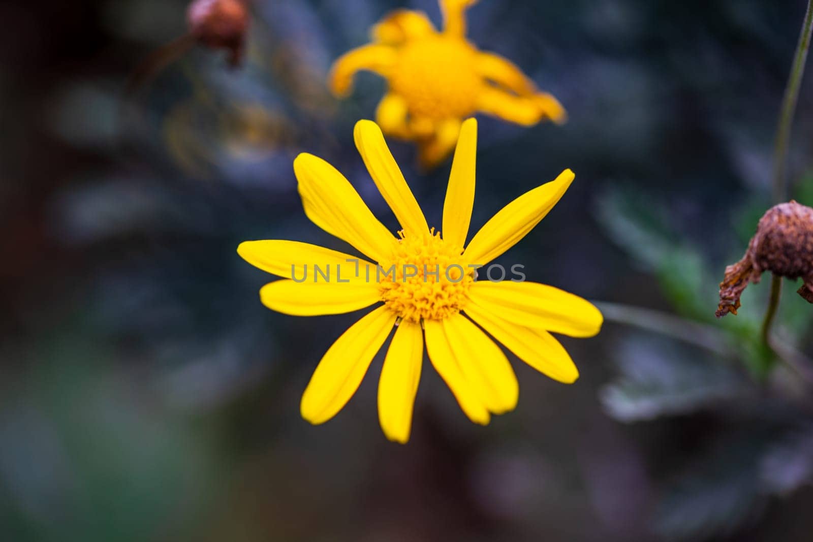 Yellow little flower against blurred background