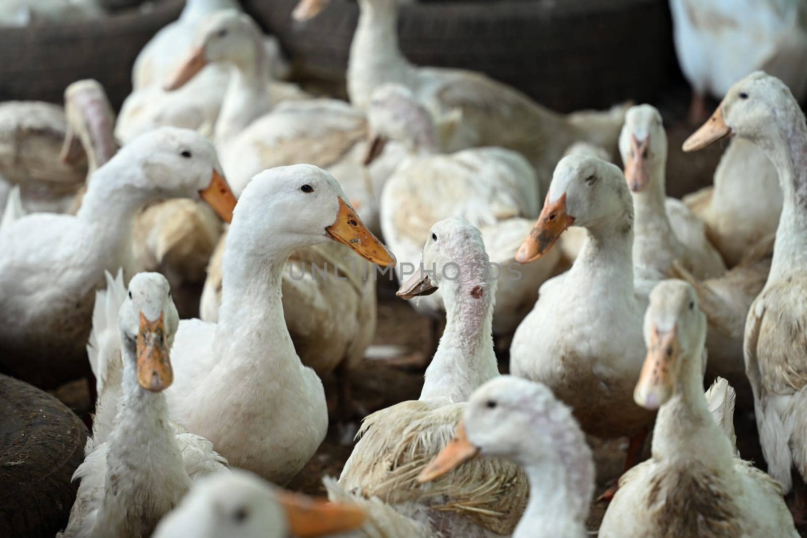 Large group of white ducks at a farm yard by prathanchorruangsak