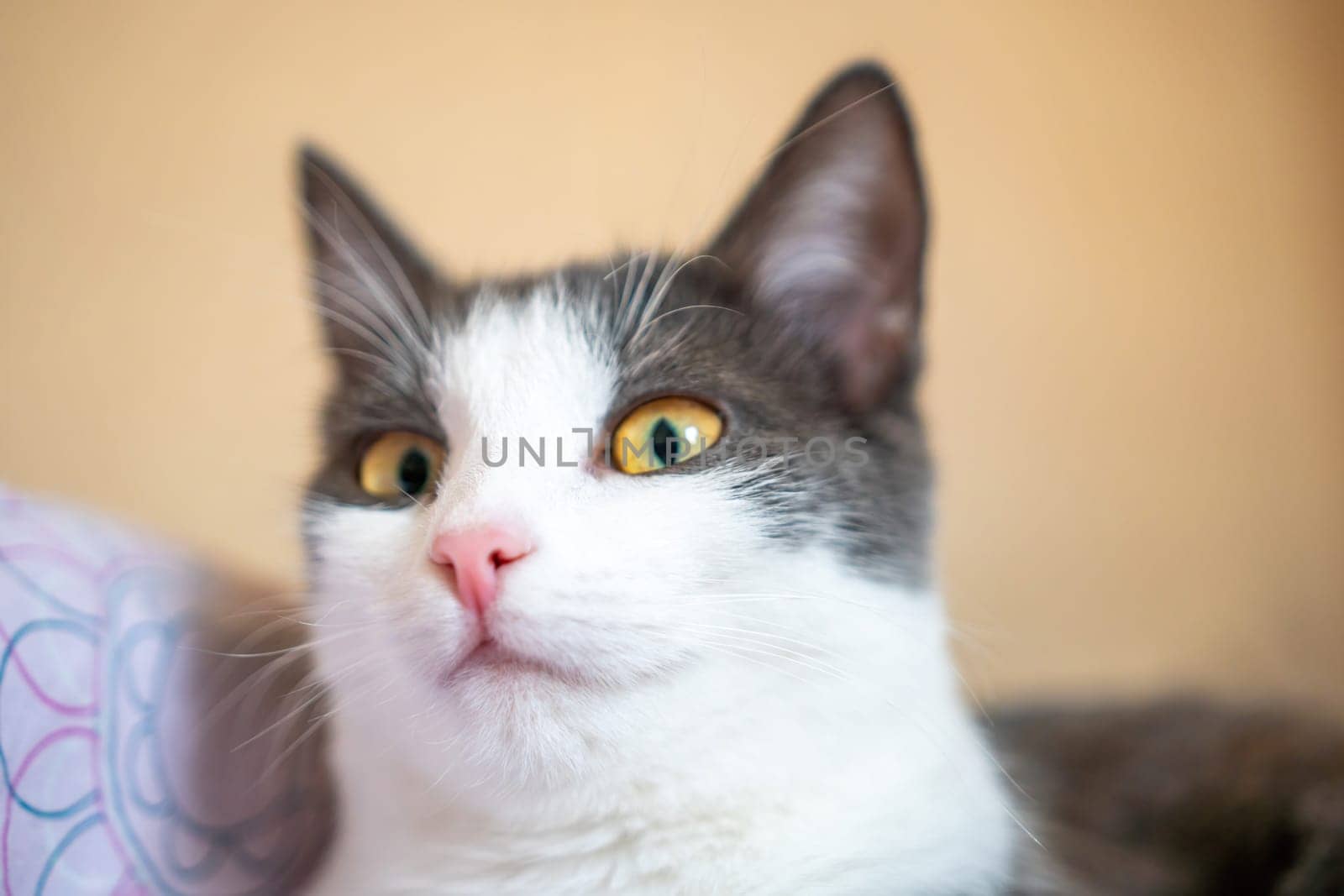 Funny cat is laying on a bed with a pink and white blanket. The cat is looking at the camera with a curious expression