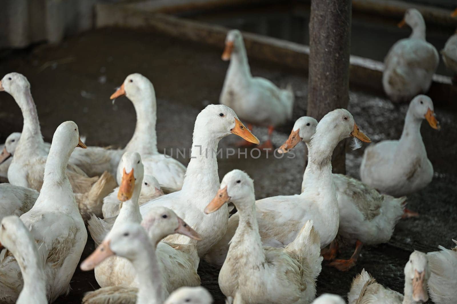 Group of domestic ducks on the rural farm by prathanchorruangsak