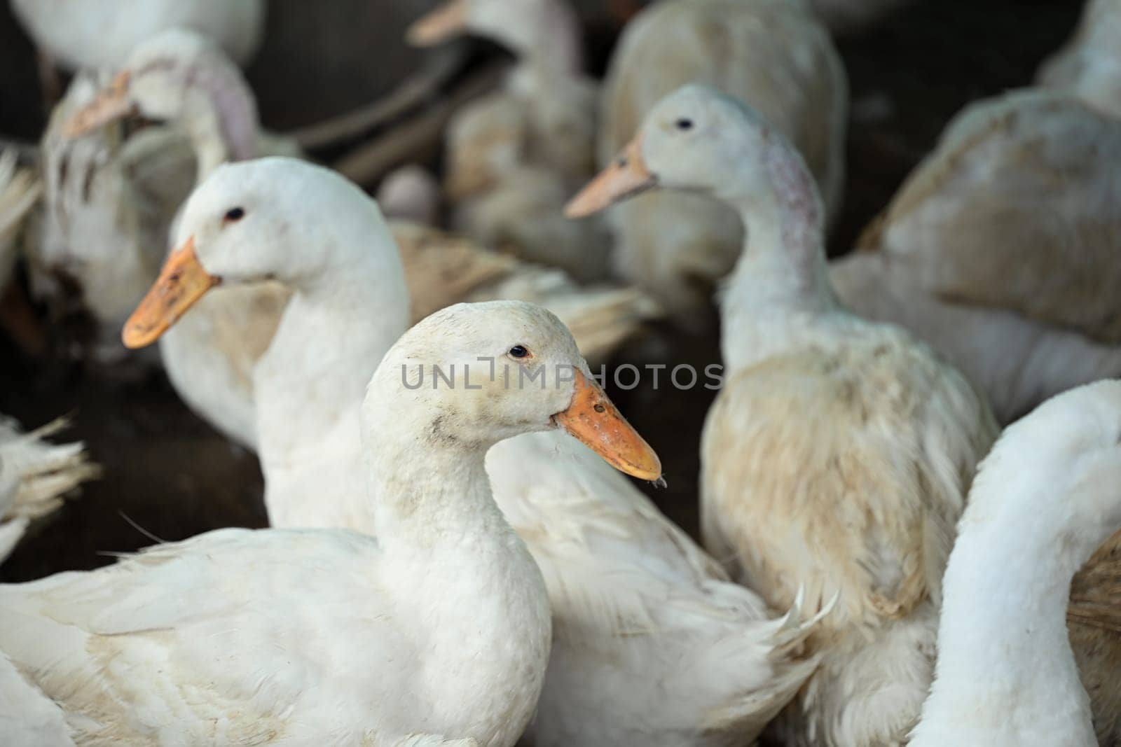 Group of ducks on organic ecological farm.
