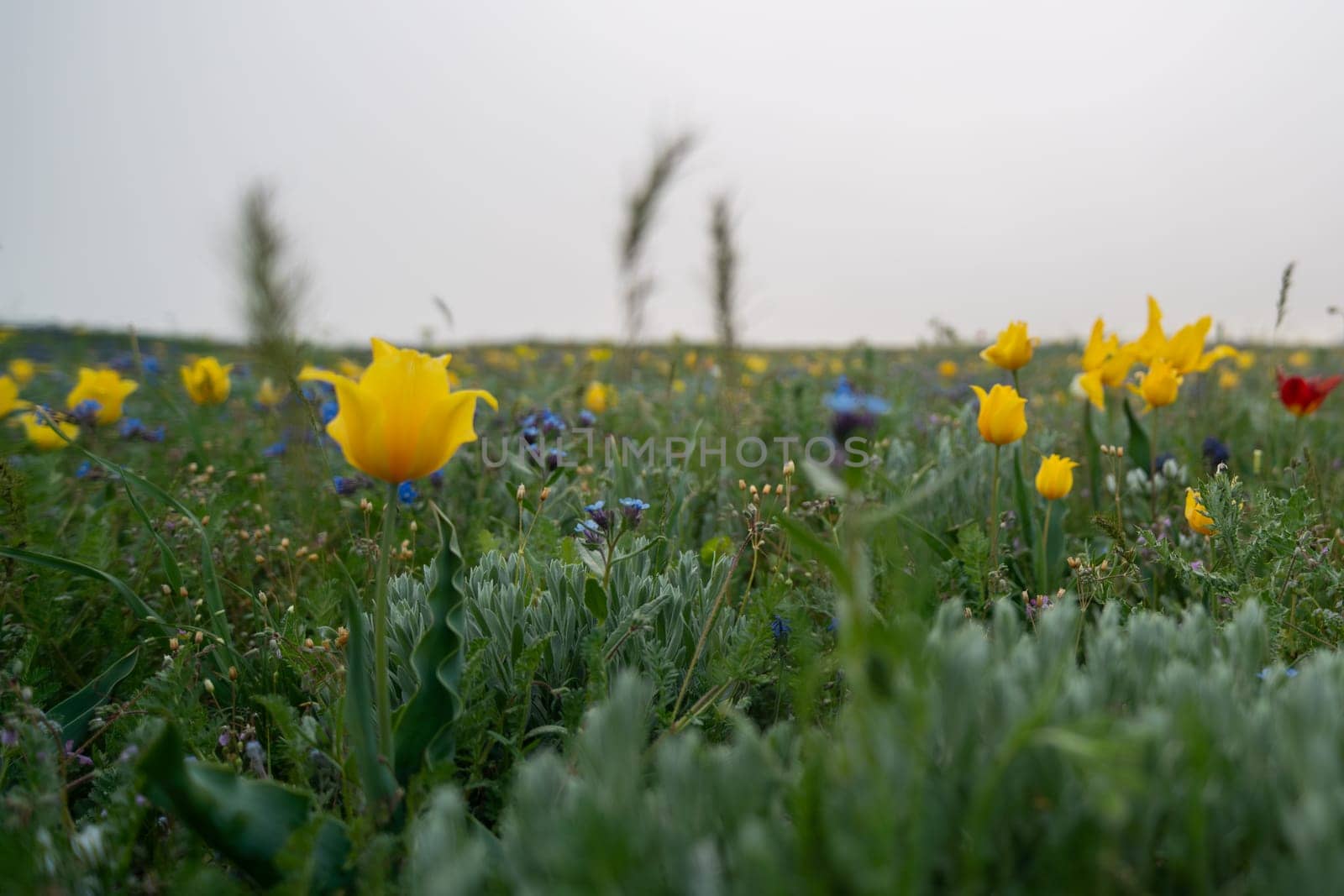 A field of yellow flowers with some blue flowers in the background