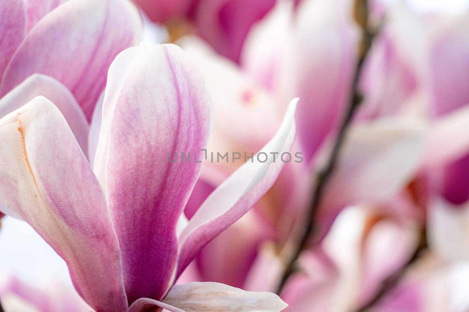 Magnolia Sulanjana flowers with petals in the spring season. the beautiful pink magnolia flowers in spring, selective focusing.