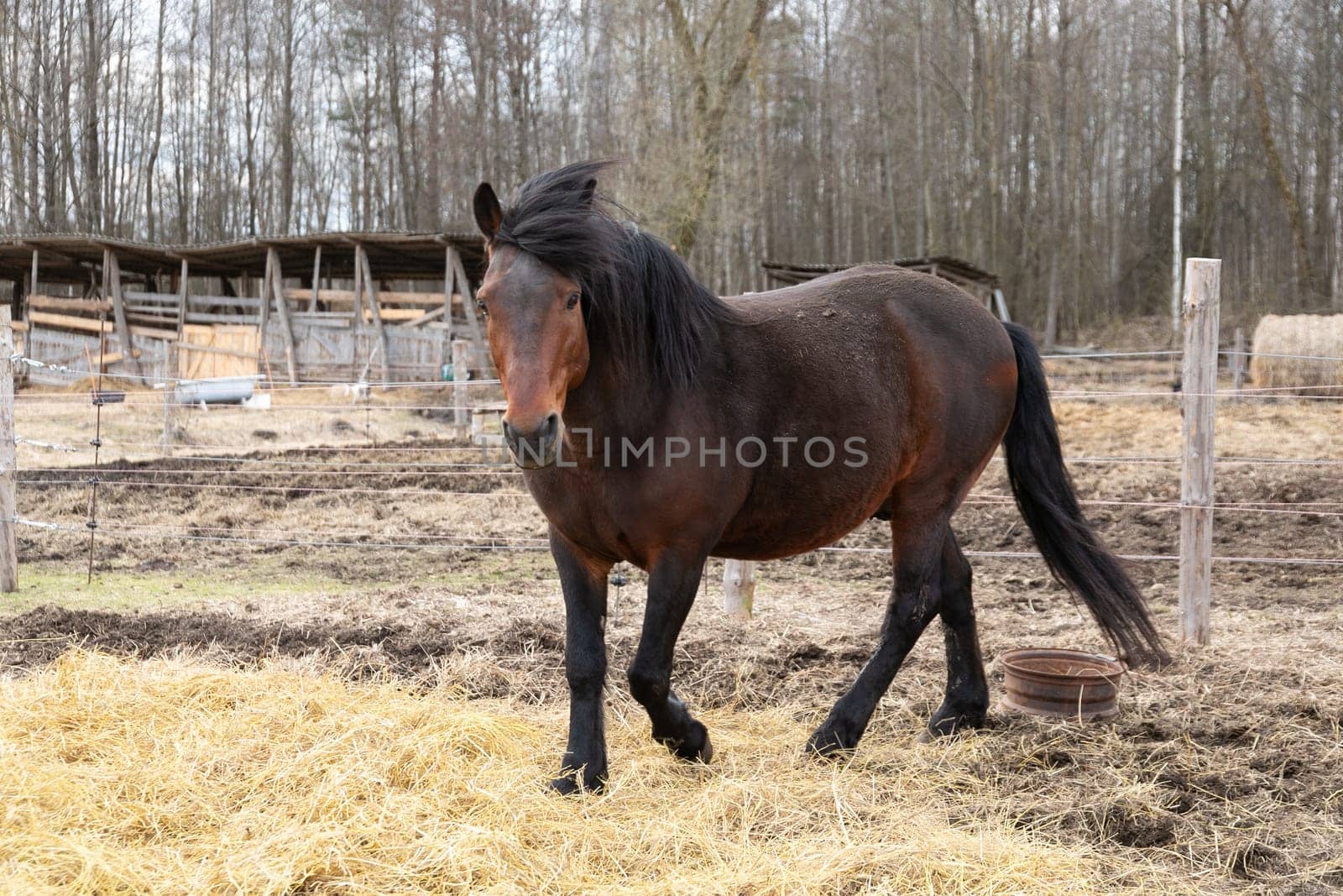 A brown horse is seen walking steadily across a field covered in dry, yellowed grass. The horses movements are fluid and purposeful as it navigates the terrain on a sunny day.