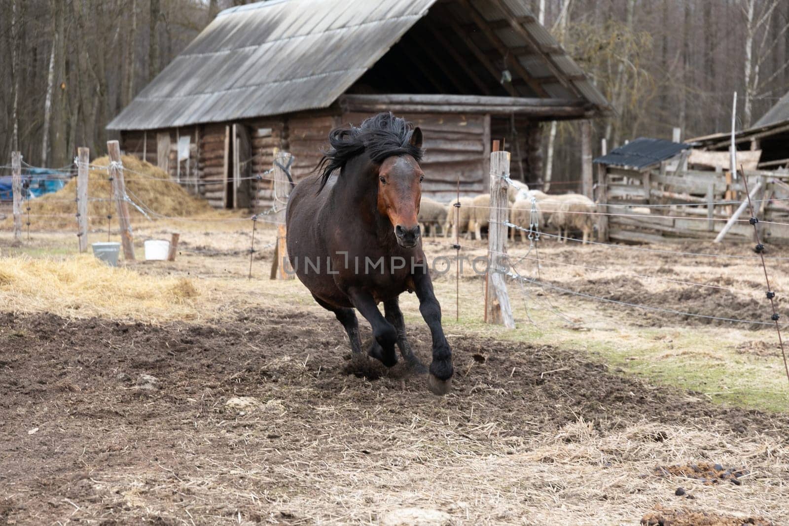 Horse Running in Field With Barn in Background by TRMK