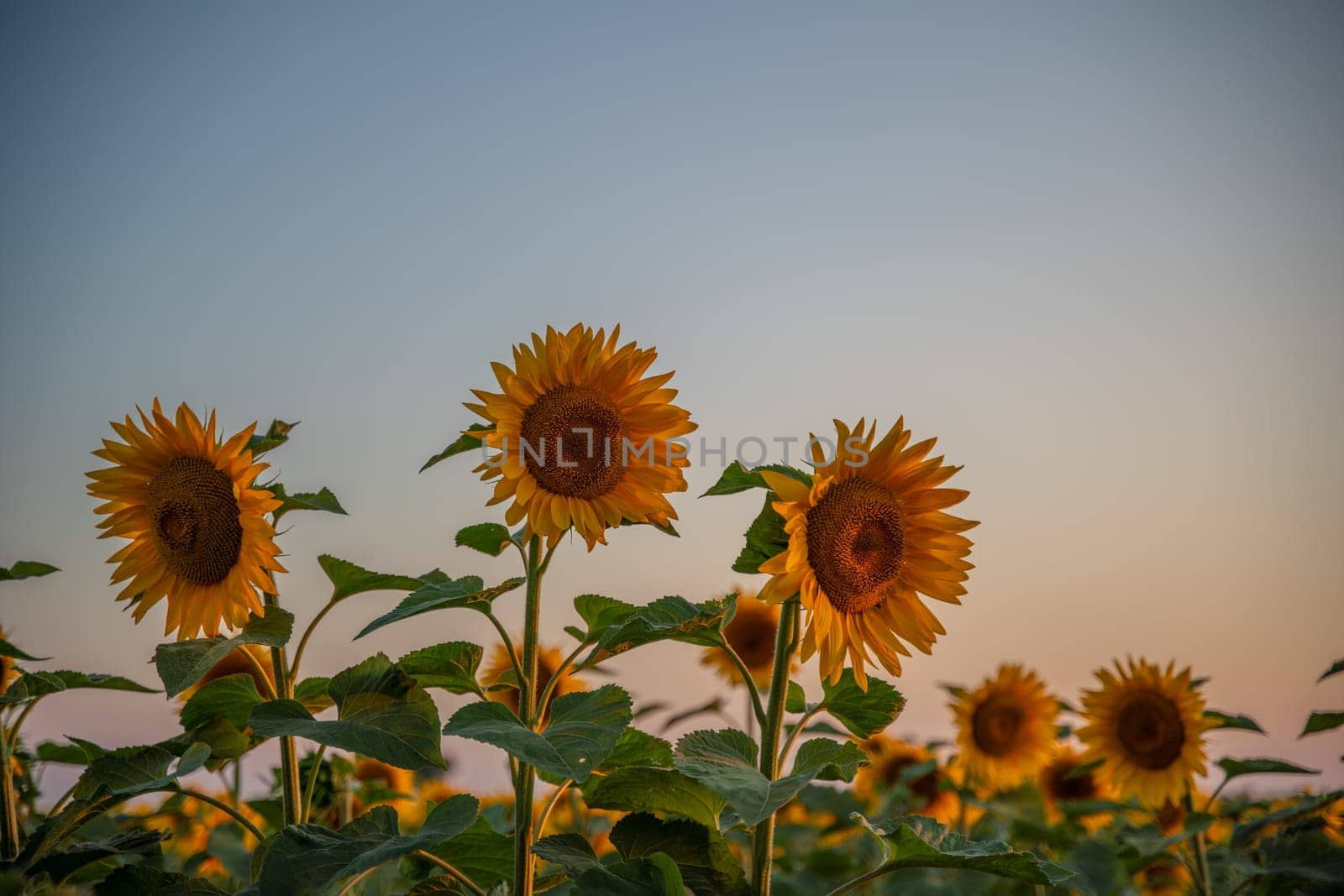 Field sunflowers in the warm light of the setting sun. Summer time. Concept agriculture oil production growing