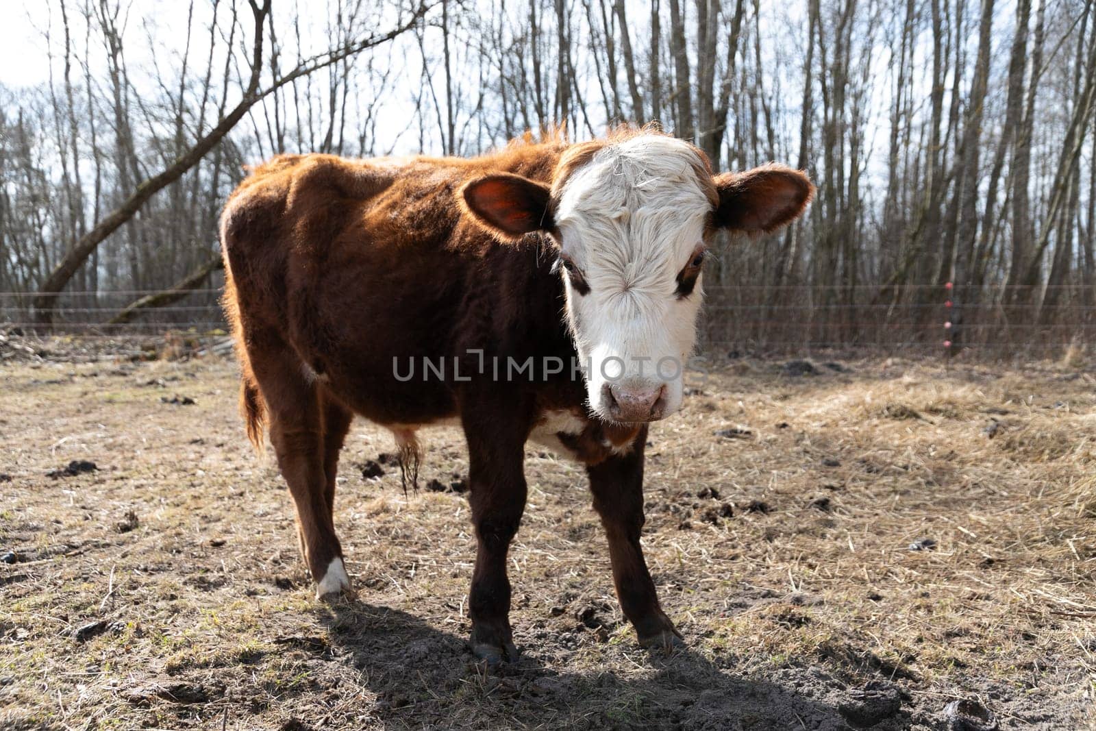 A brown and white cow stands atop a dry grass field, its hooves firmly planted on the ground. The cow looks around the surroundings, grazing peacefully in its natural habitat.