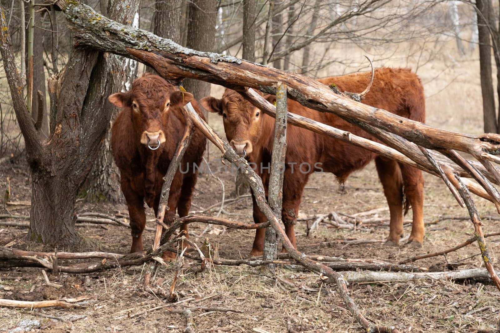 Two Brown Cows Standing in a Forest by TRMK