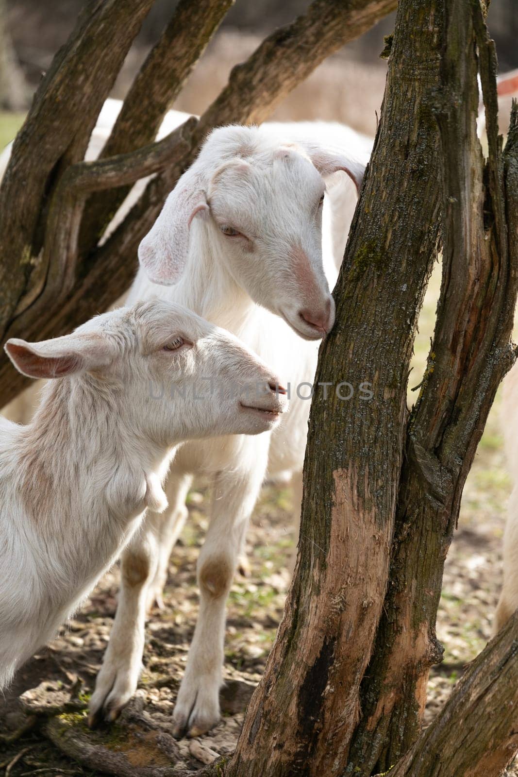 Two Goats Standing Next to a Tree by TRMK